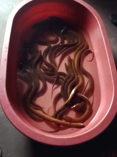 夜钓野生大黄鳝 45       赞                   评论              2