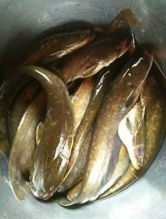 五斤多粘鱼,花了14元钱,老铁你们评论一下,便宜不?