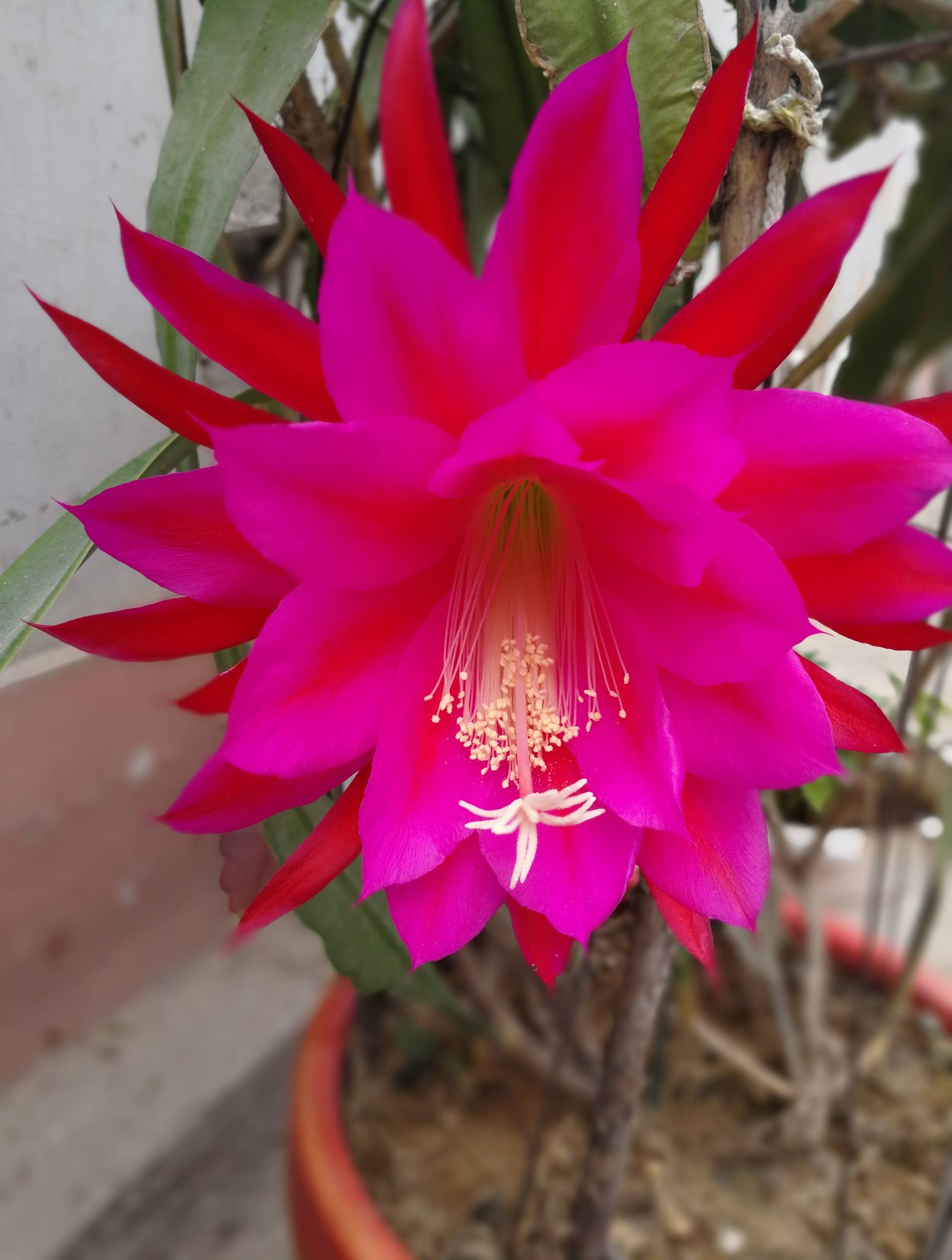 昙花一现,难得的娇艳 2年前