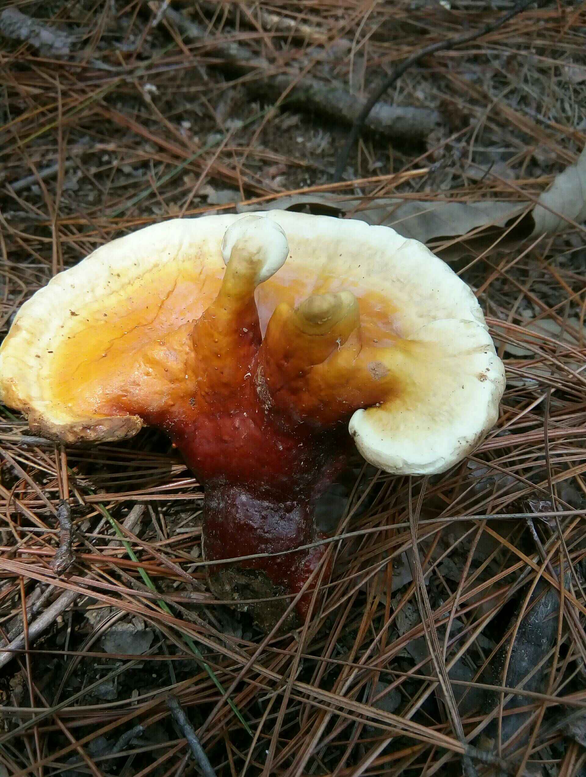 本人有 牛角蜂>一窝出售,有须要老板吗?