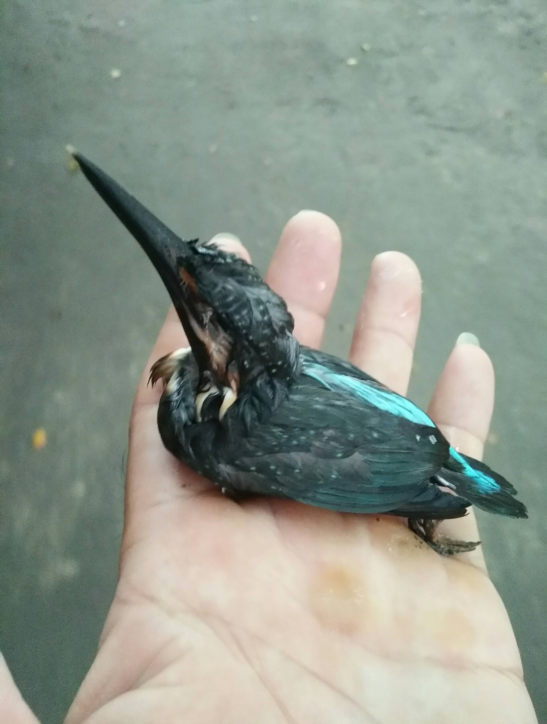 河边捞起一只翠鸟幼崽.