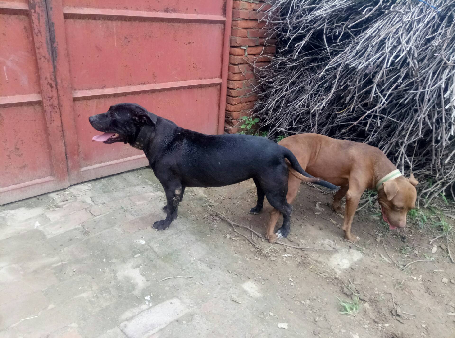 这窝狗可是太好了枪炮搭配阿得曼 - 肃宁,尚利的快手