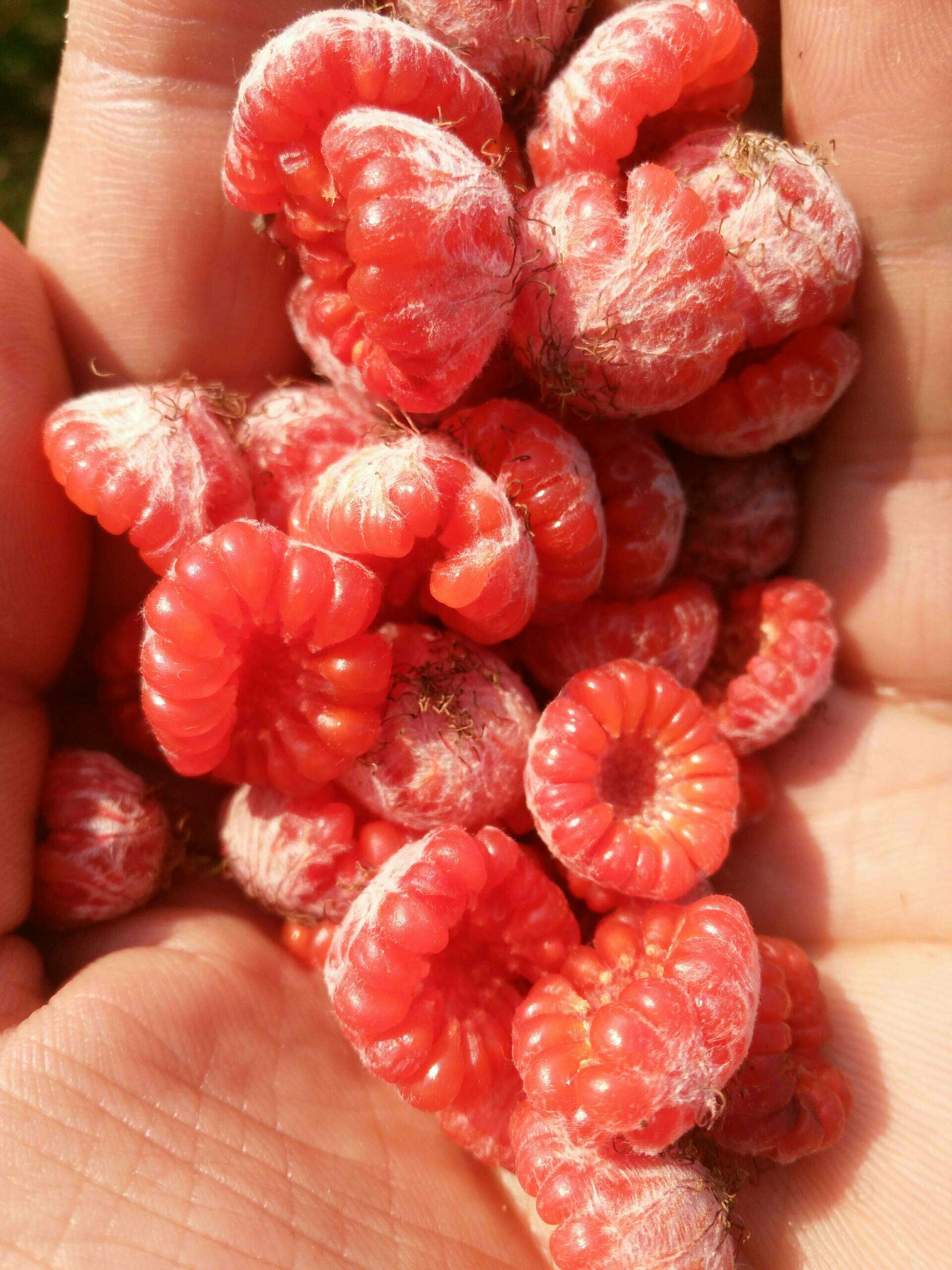 莓子有没有想要的? - 临夏金泰丰的快手