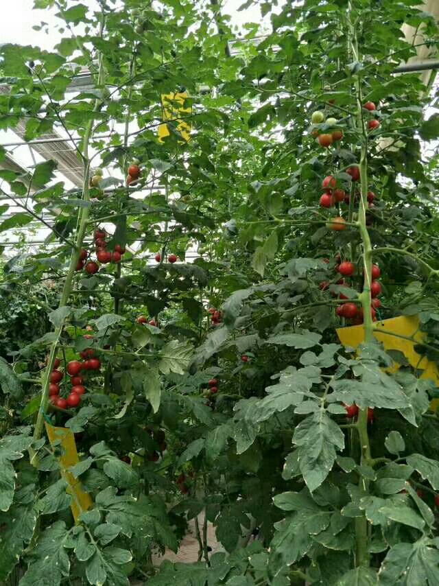 身为农民自豪(爱好养殖)