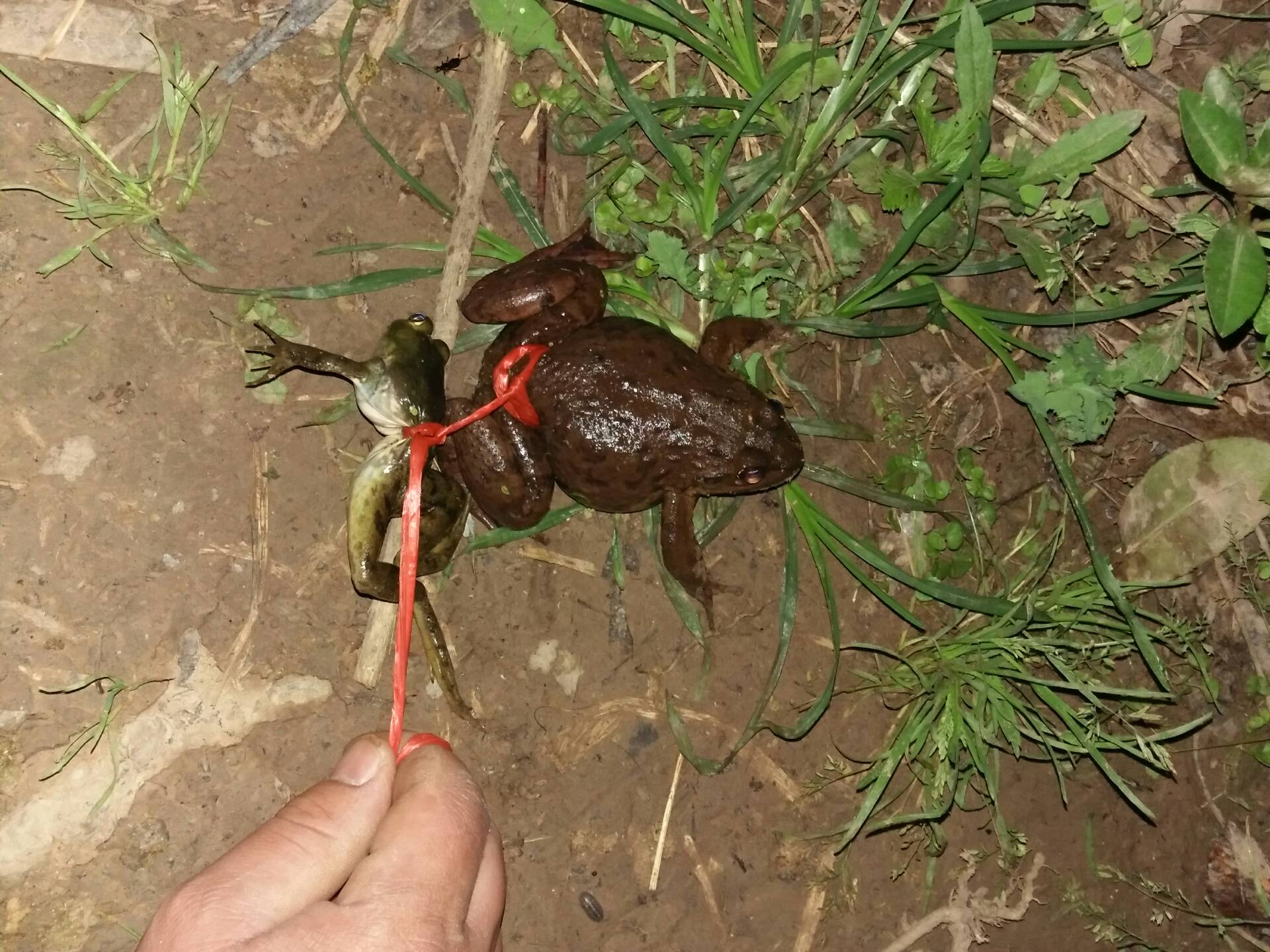 我们捉石蹦了 251       赞                   评论              2