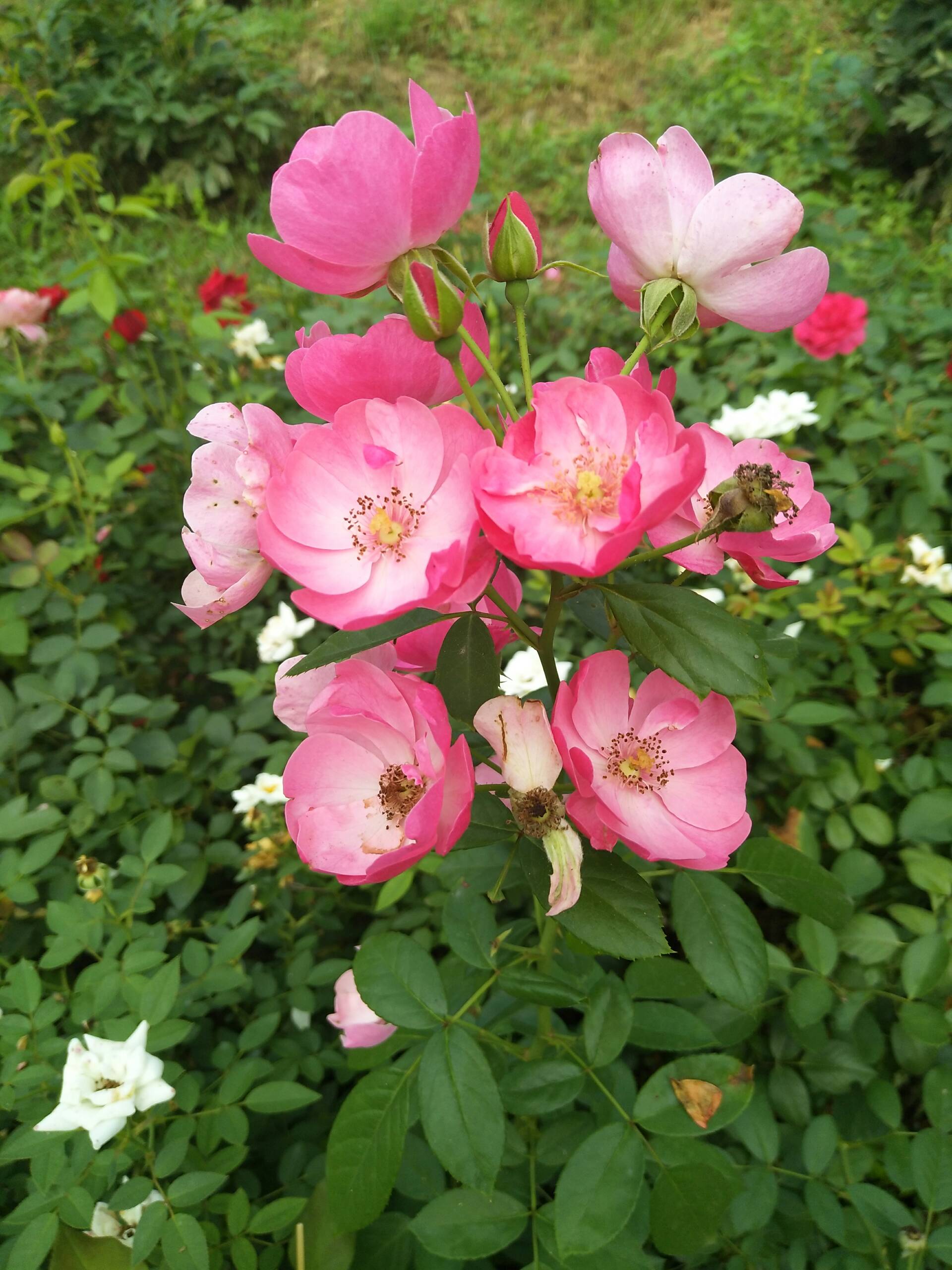 快手点赞花花_快手点赞是不是给钱呢