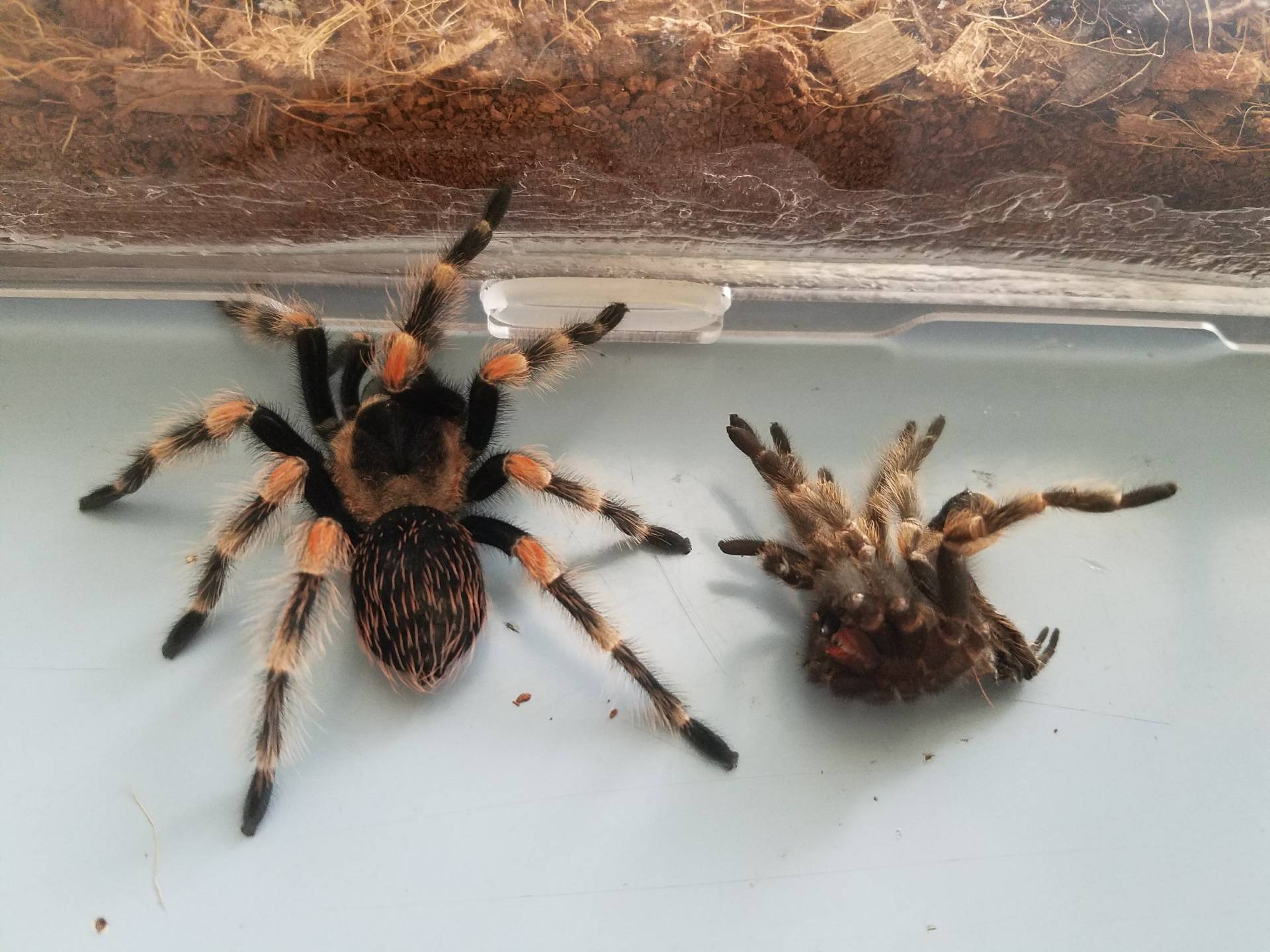 今天正式给"墨西哥红膝头"一个专属名字——虹陌 2年前