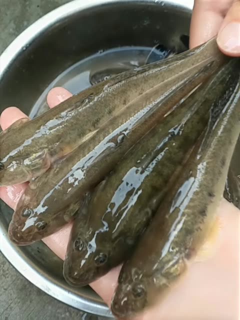 處理沙光魚 115 贊 評論 2年