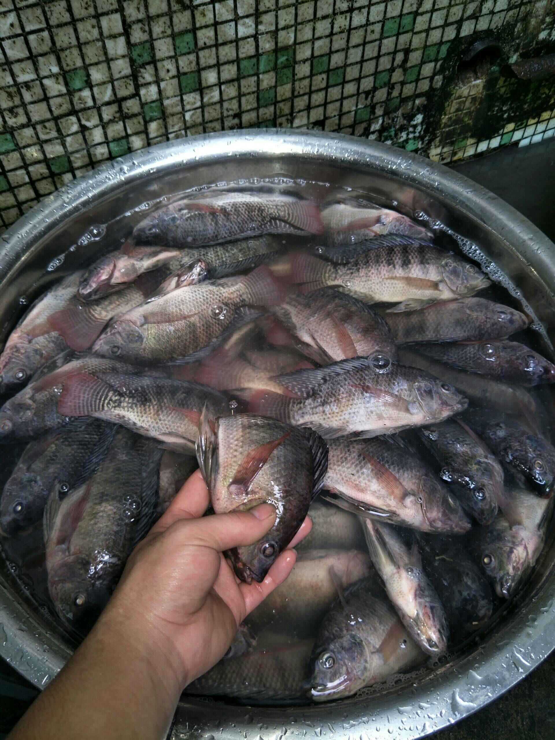 快手直播