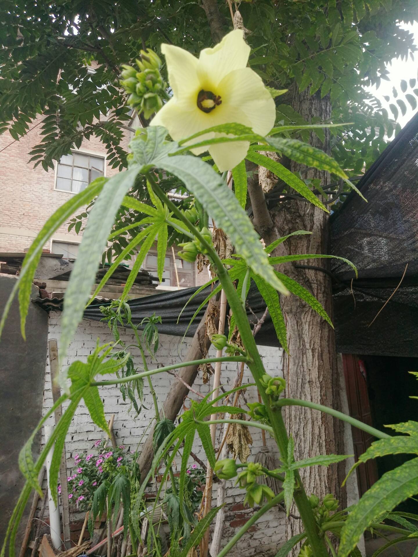 这是什么植物?听别人说是云南白药.