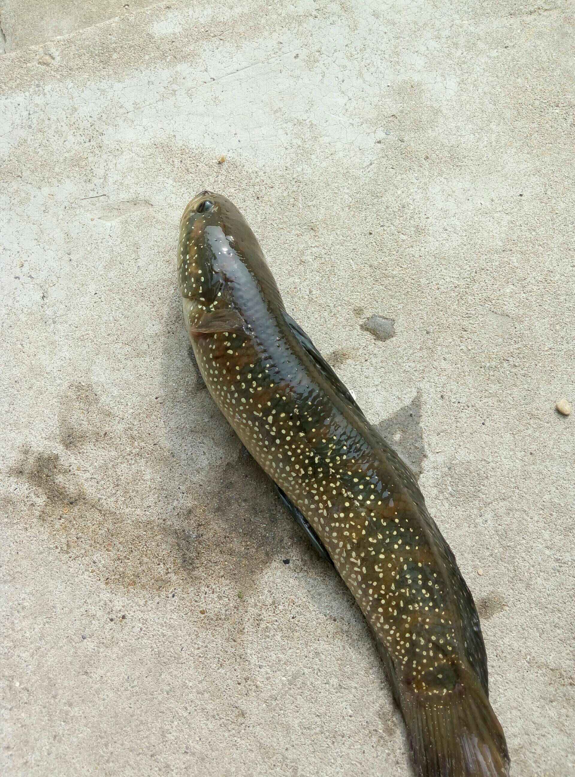 七星黑鱼,也叫章公鱼 - 左手酒,右手烟的快手