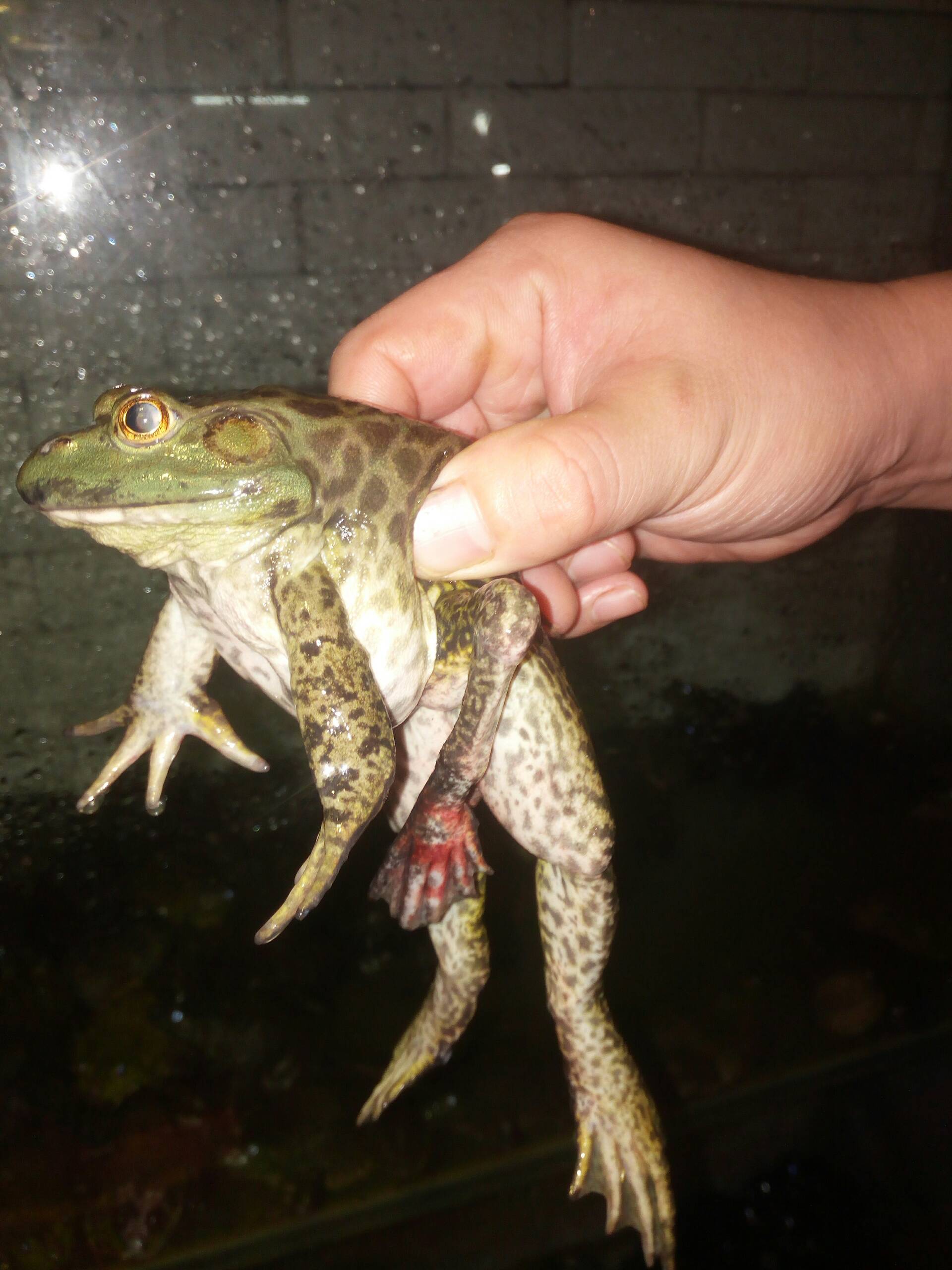 三条腿的牛蛙不好找.五条腿的牛蛙很难找.