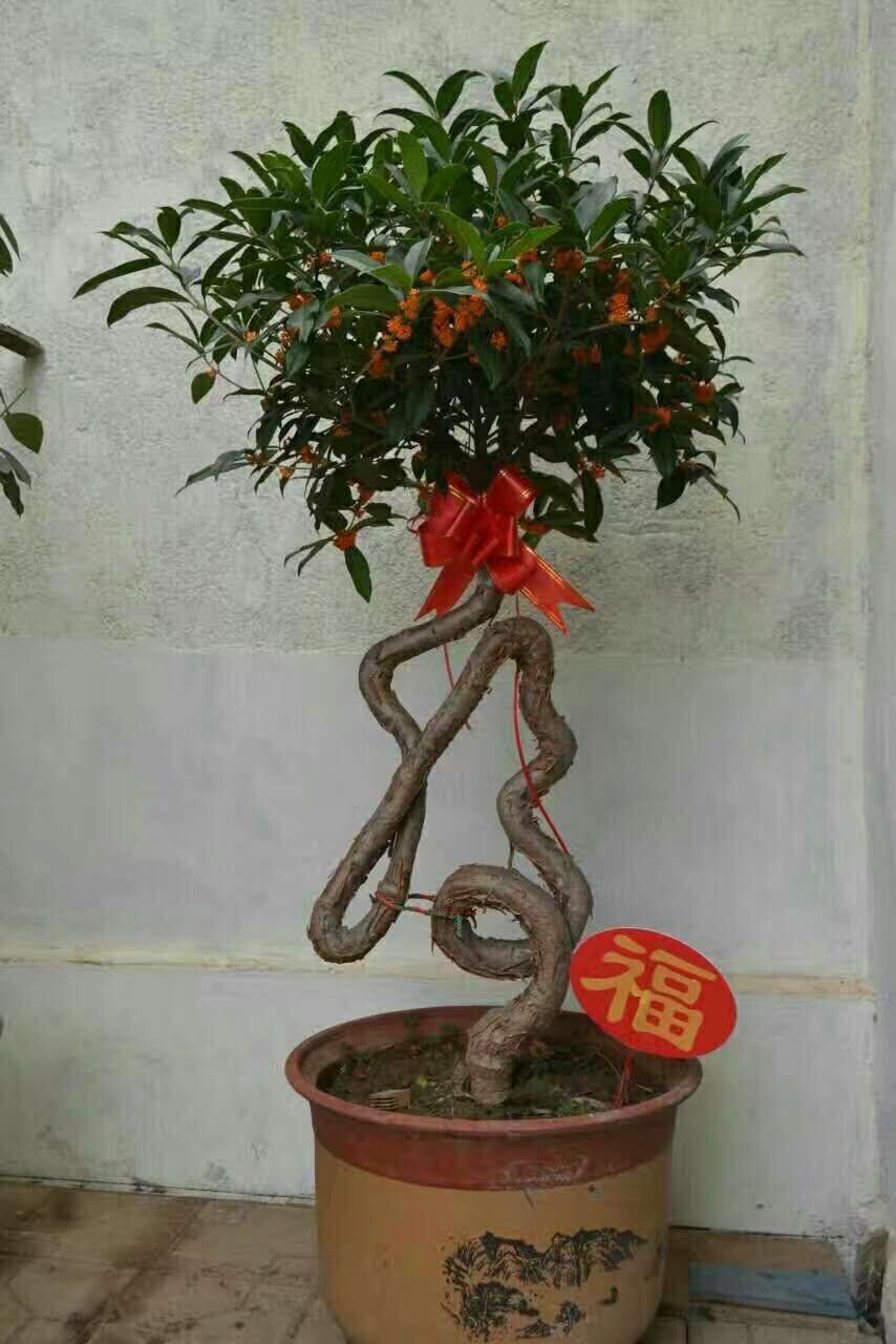 流苏书艺 ~盆景的主页-快手直播