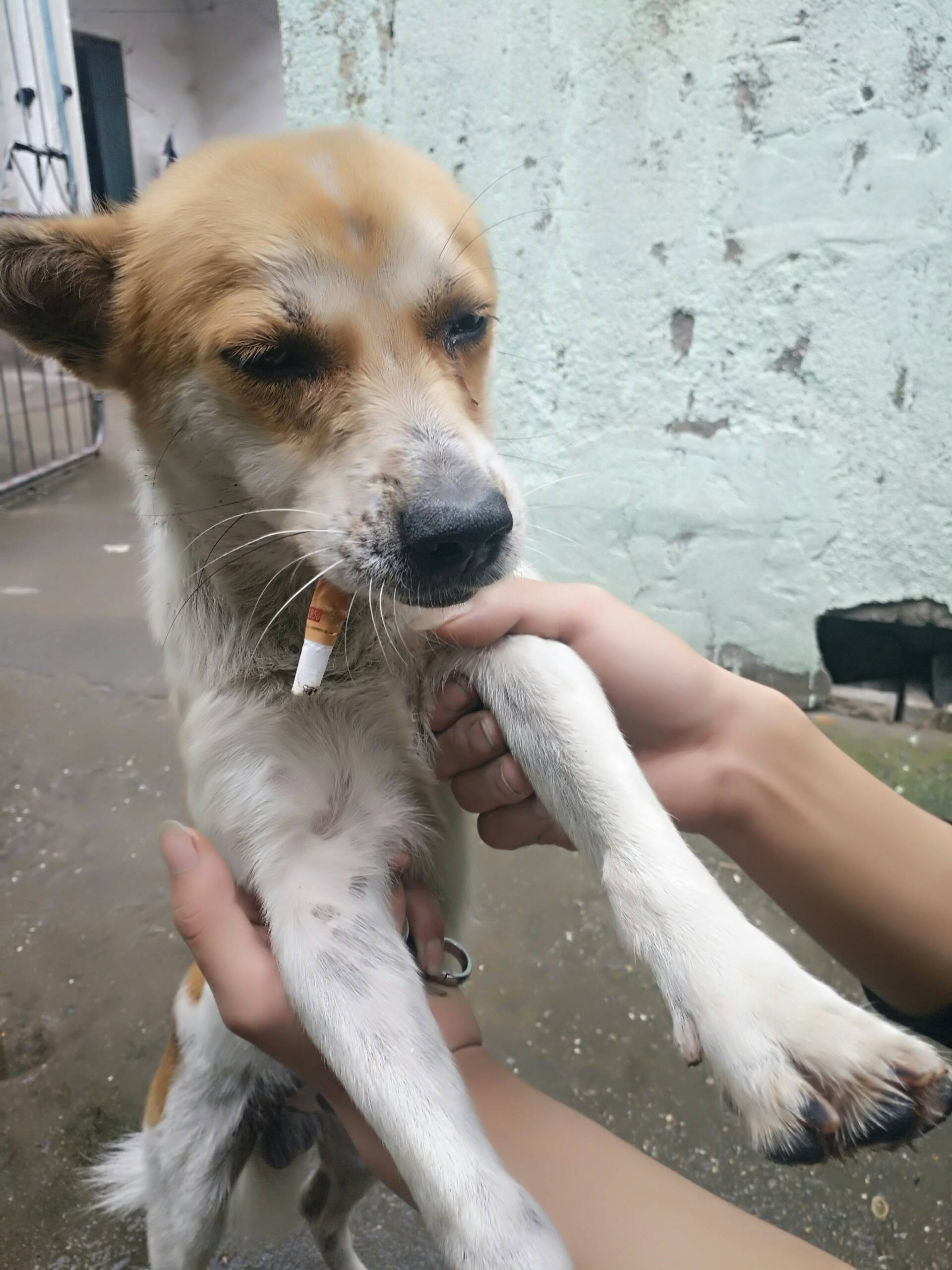 这狗会抽烟,嘿嘿 99 赞 评论