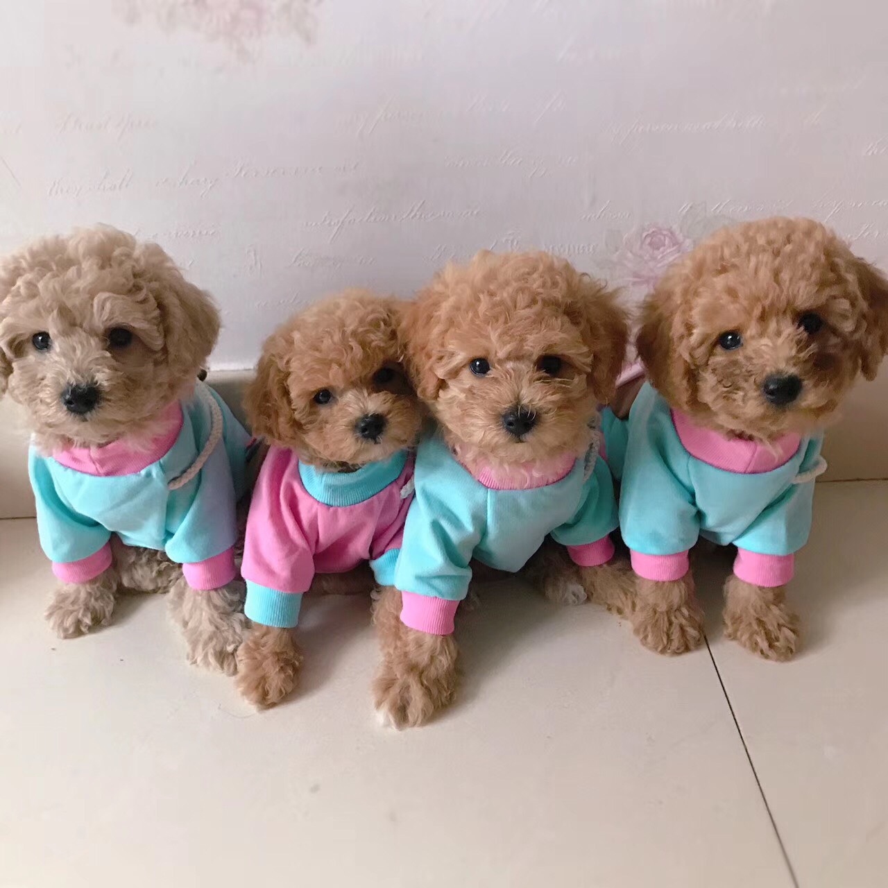 bingo6月前 @杨梅艾米粒 @哈尼妈咪love @宾勾大儿子想'想 @涛兄