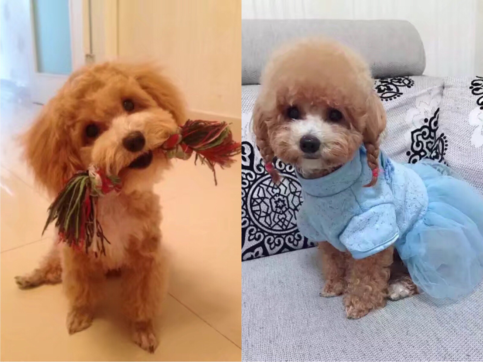 bingo6月前 狗狗都有尴尬期 有的选择慢慢修剪 有的选择剃胎毛 过程都