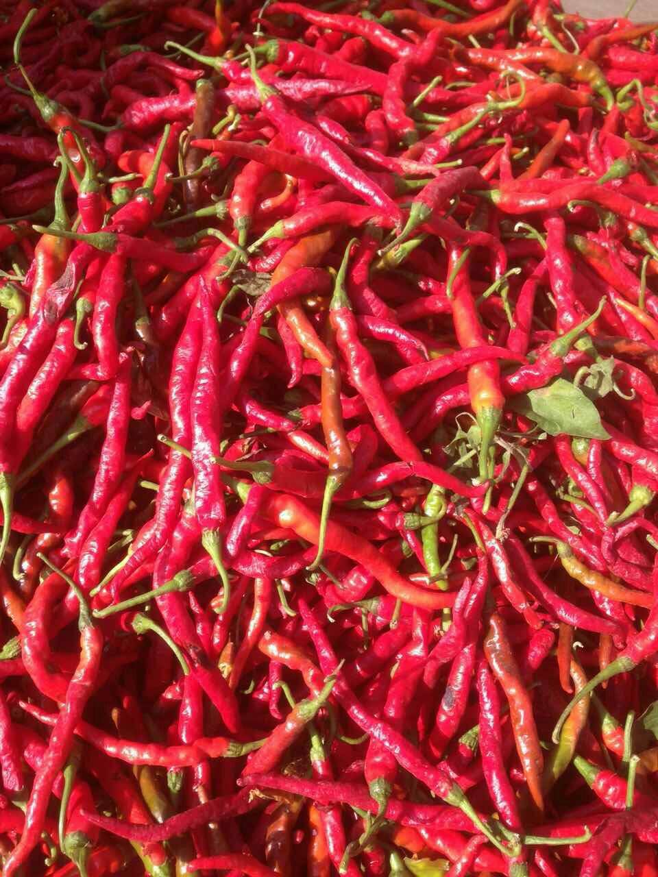 这么鲜艳的红辣椒漂亮吧.来点吗. 2年前