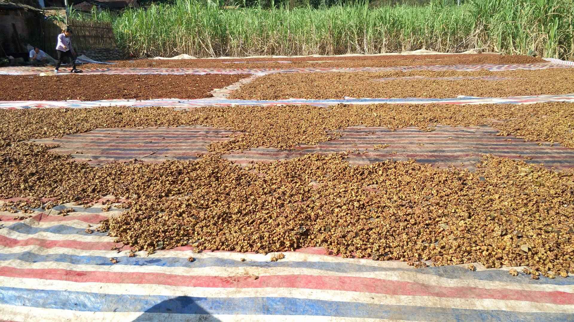 天气良好,晒八角果咯. 73       赞                   评论