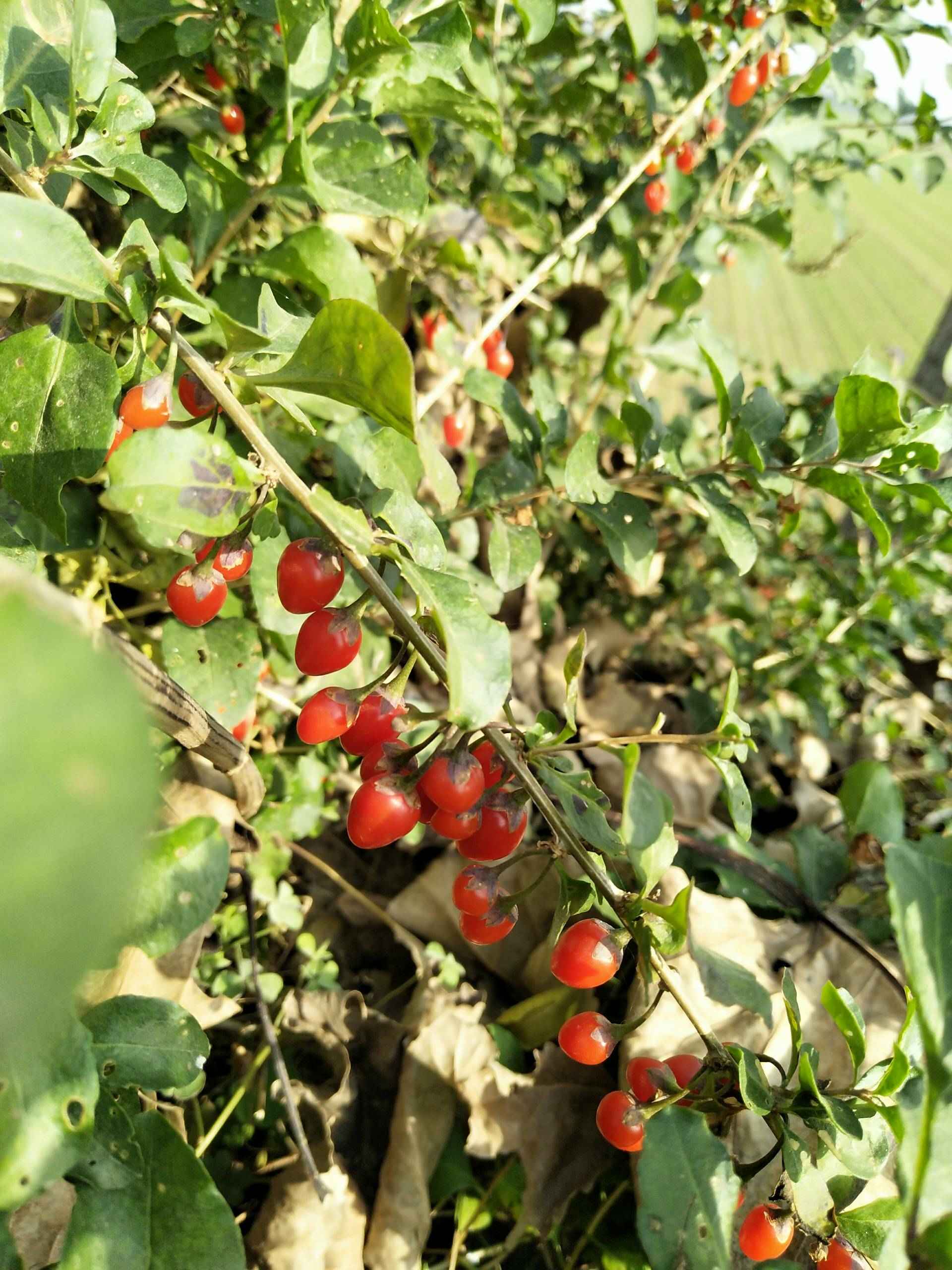 野枸杞! - 俊俊4356的快手