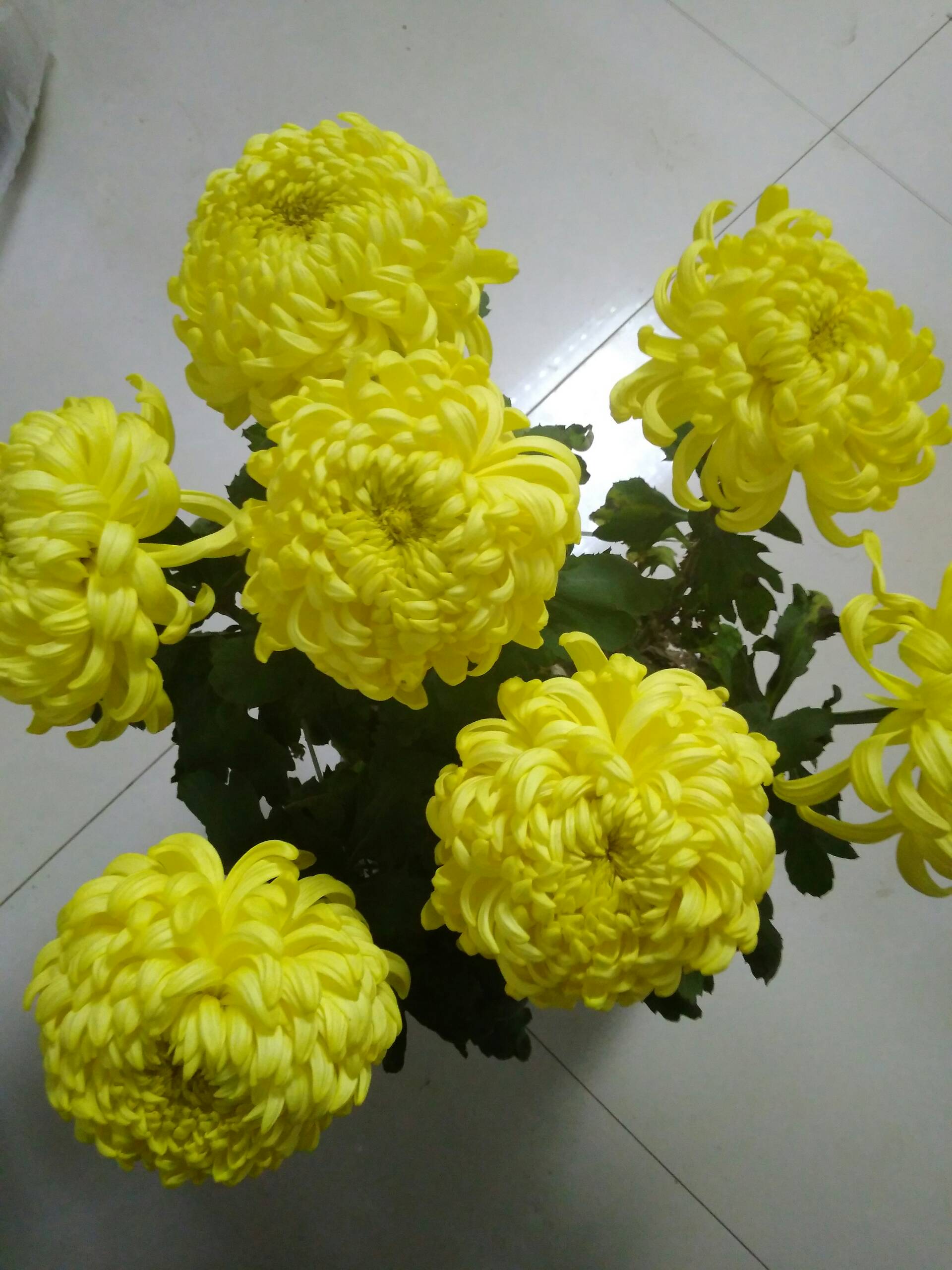 我家养的小花好看吗 - 小雨70079的快手