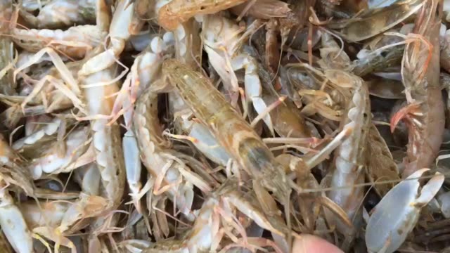 麻辣大夹虾 90       赞                   评论              9月前