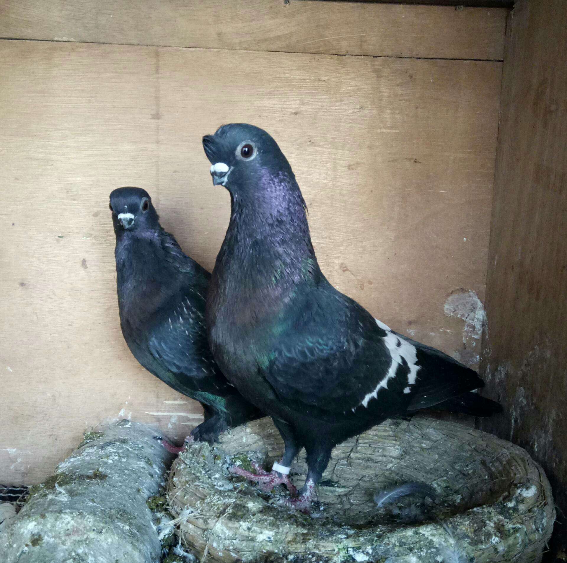 玩观赏鸽没有栏杆怎么行! 2年前