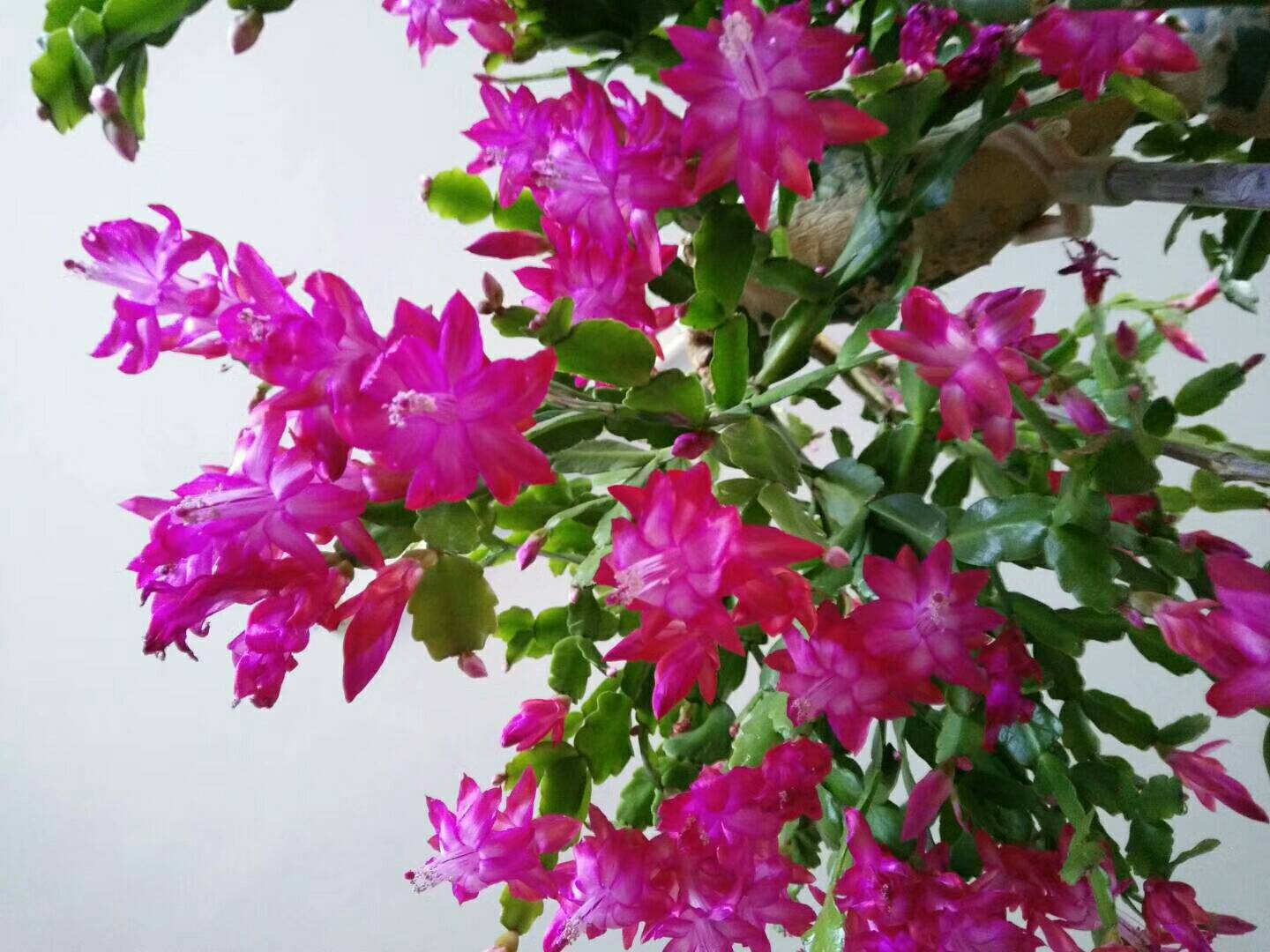 春泥护花uatbha9b