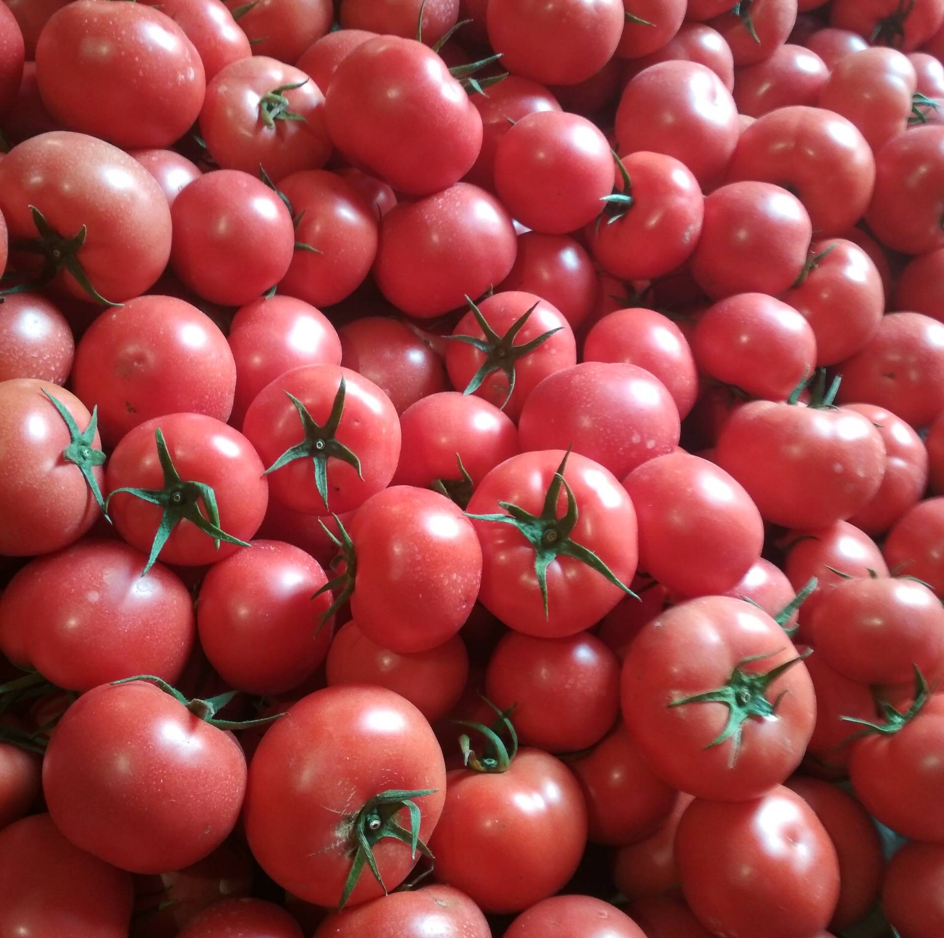 西红柿蒲葡代收