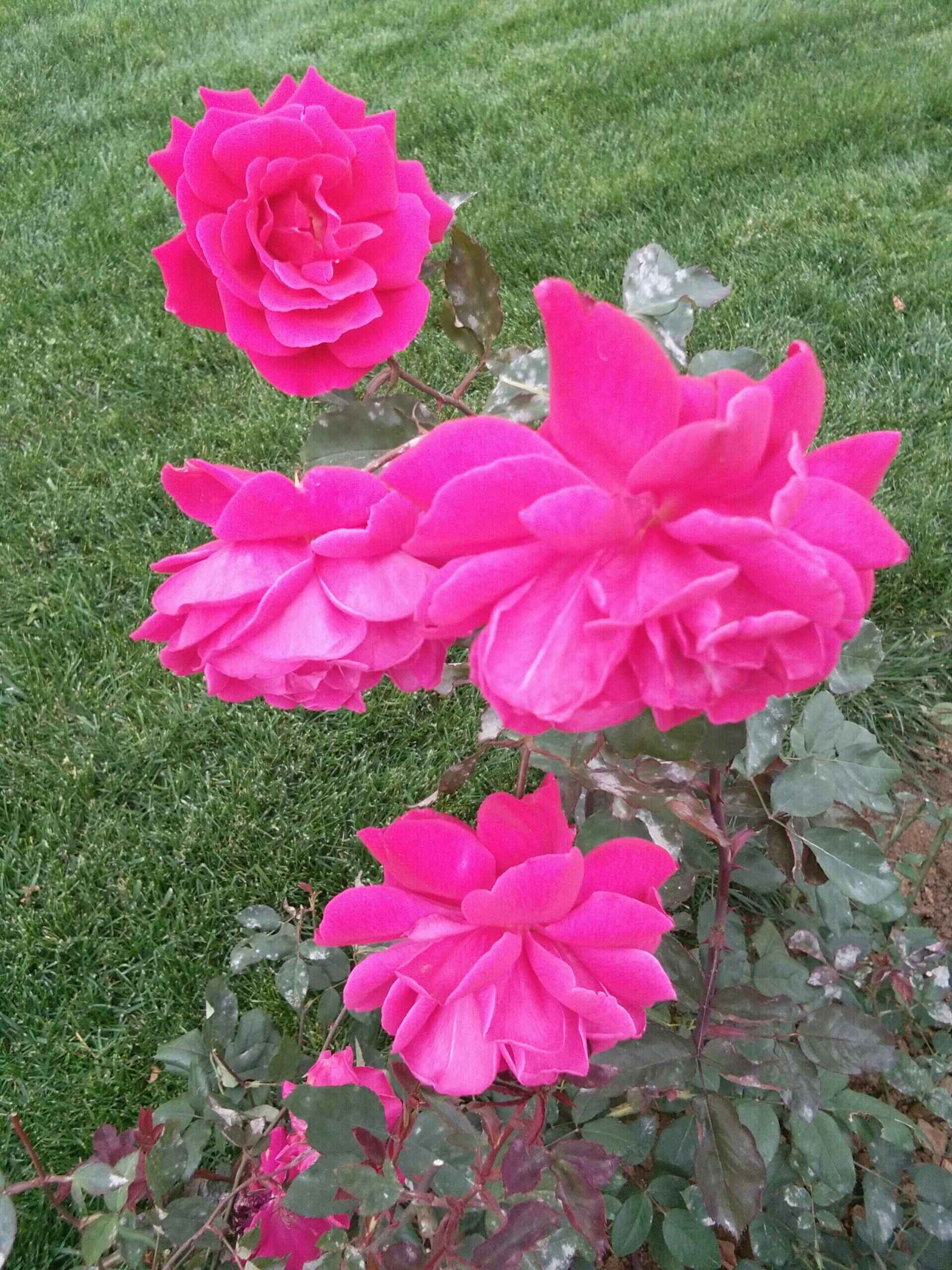 沁水百合96456的主页-快手直播