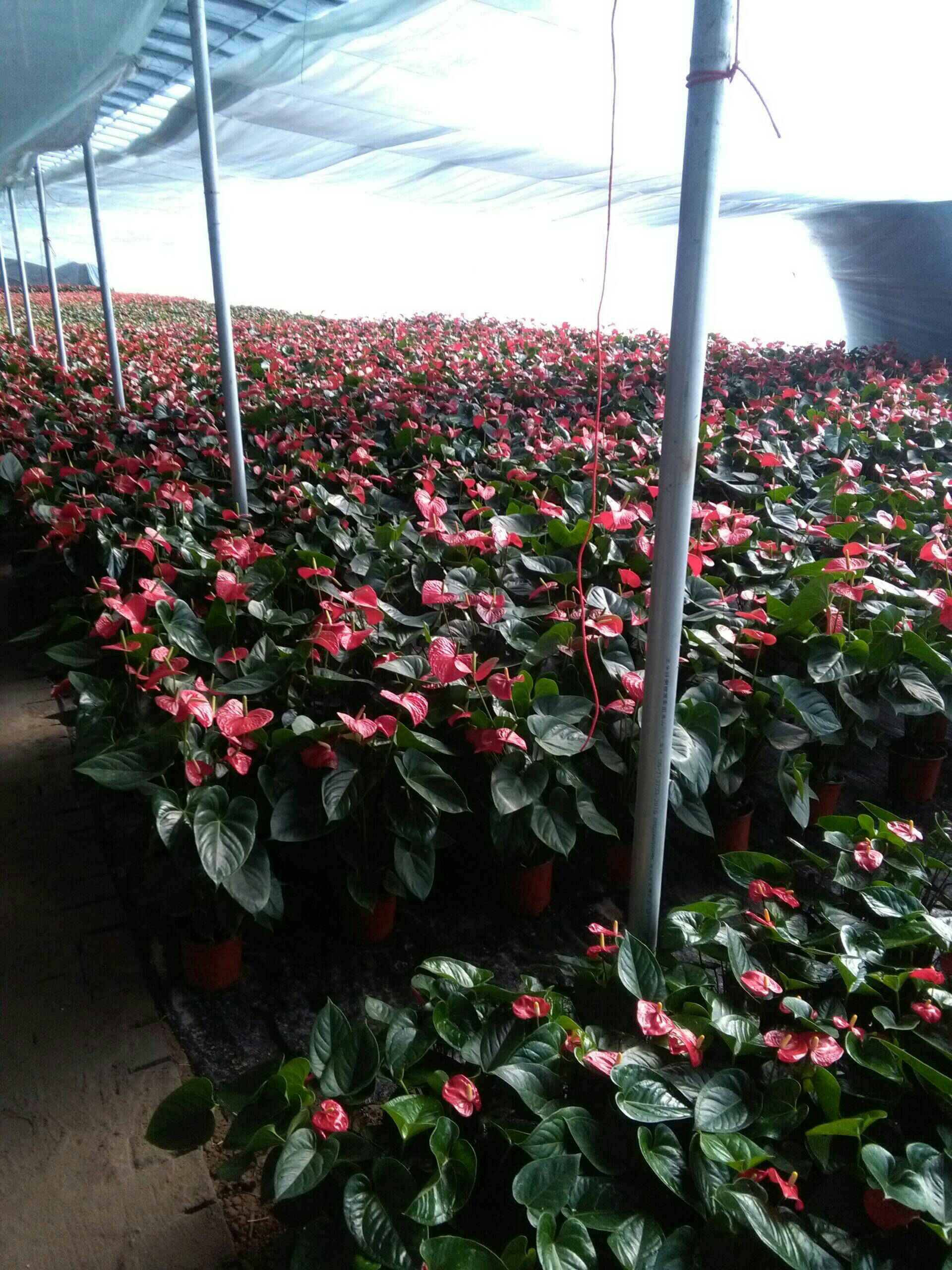 批发花卉 - 君子兰1271的快手