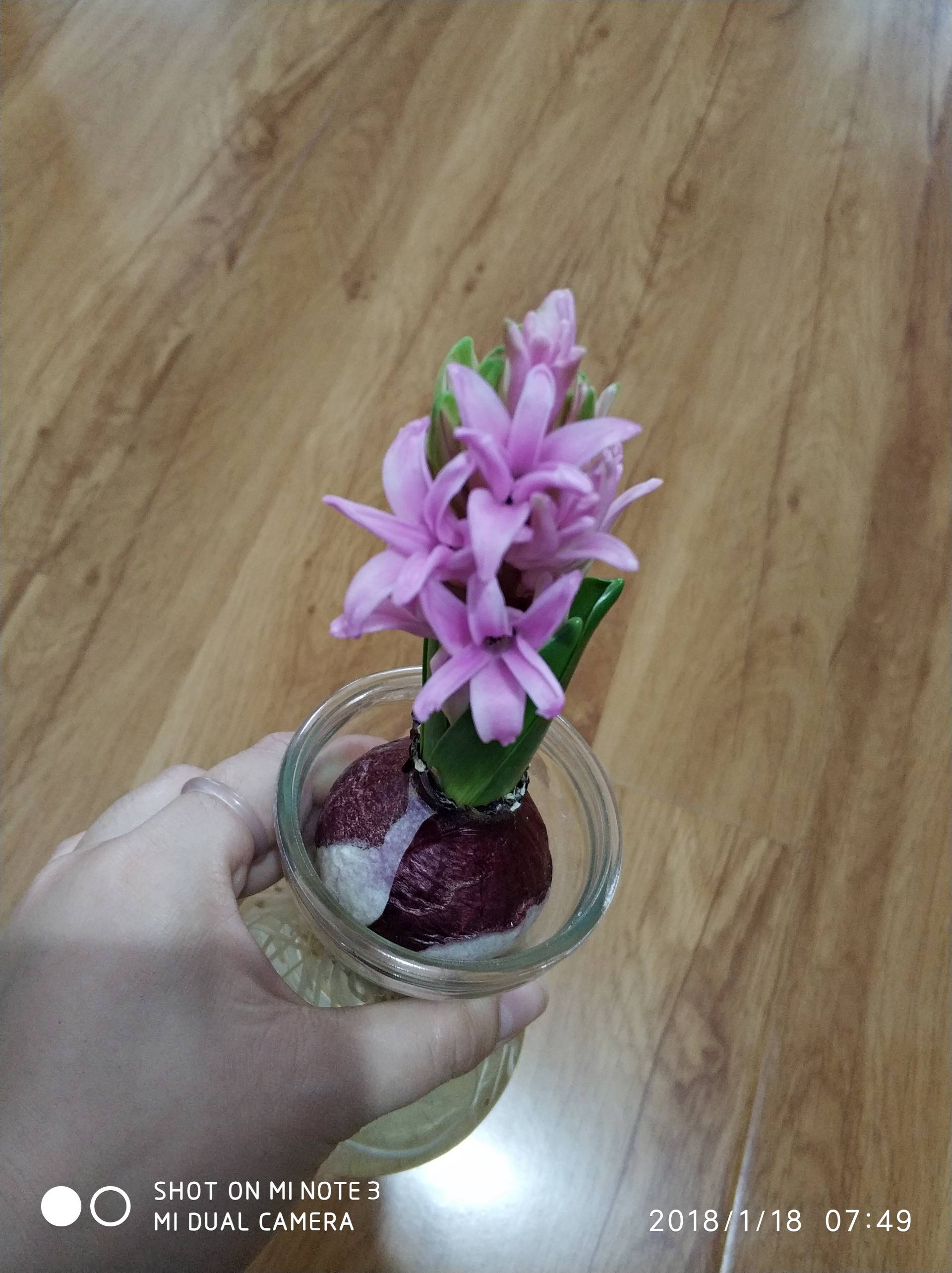 我的洋葱精终于开花了