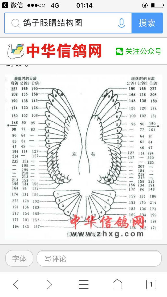 东方莫语(赢胜)