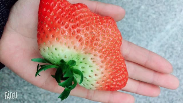 巨无霸草莓能吃吗?