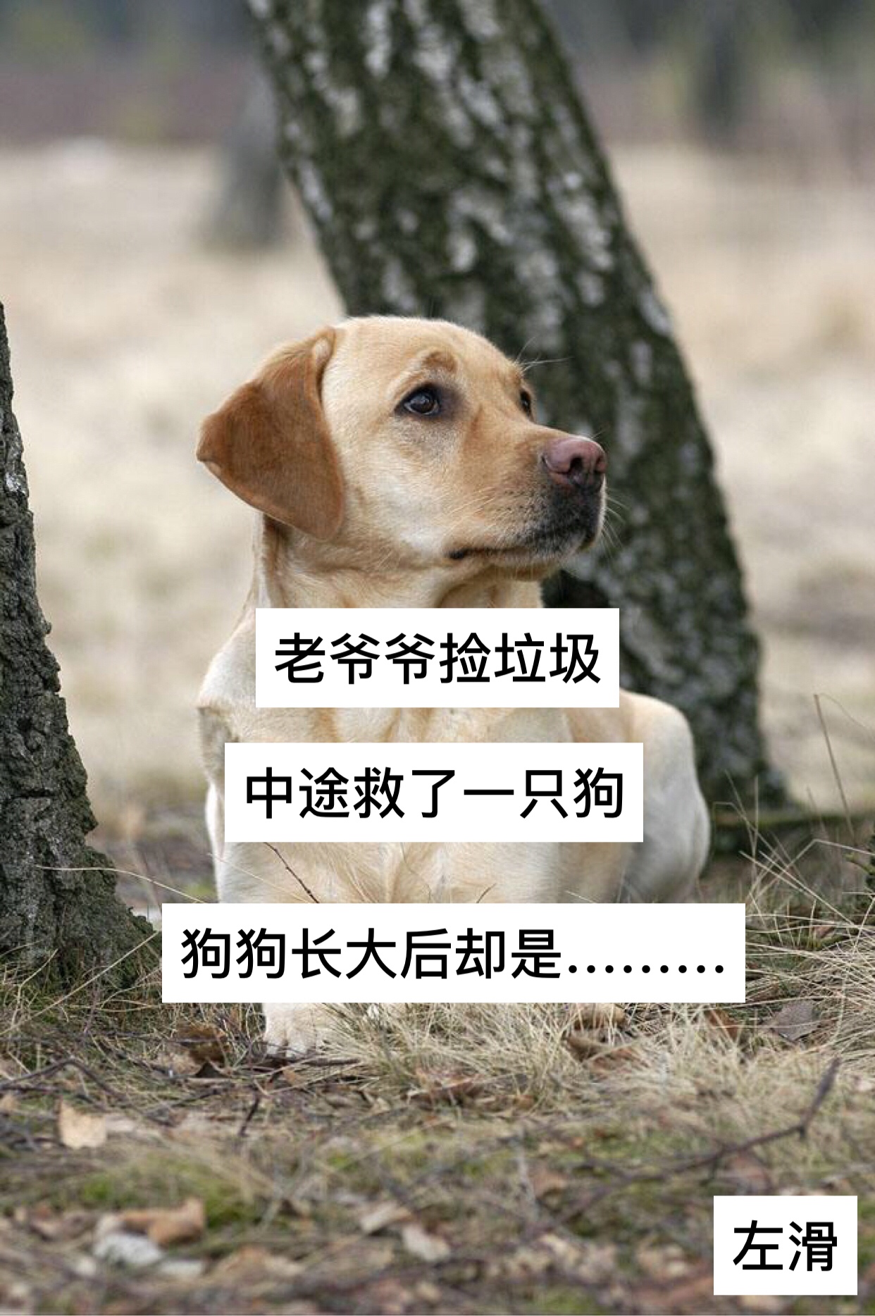 狗狗是灵性动物,它有护主的心,请好好爱护狗狗!
