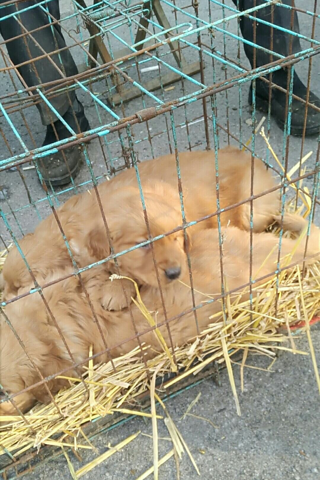 大屯狗韦 糖豆名犬的快手