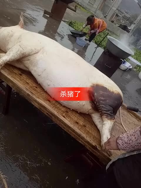 杀猪了