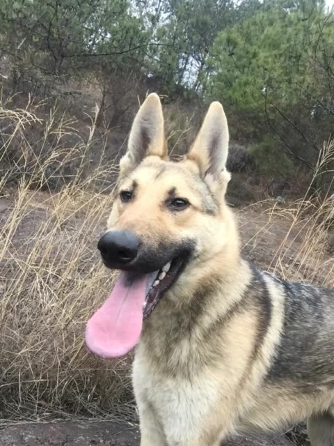 昆明犬.草黄,一岁,花舌头,看上开个价.