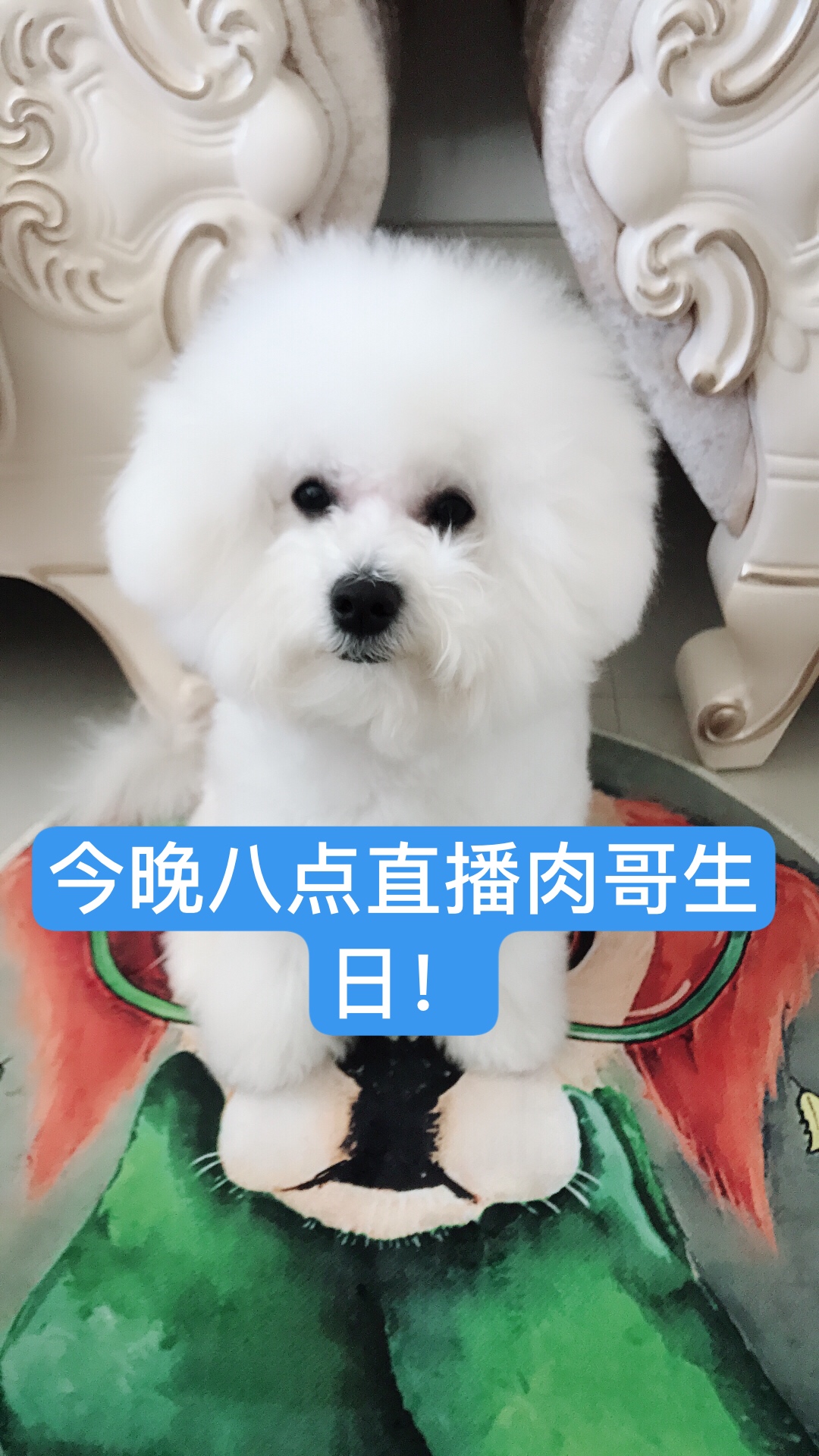 欢迎大家一起来给肉哥过生日,我自己给做个蛋糕虽然丑但是对它们有