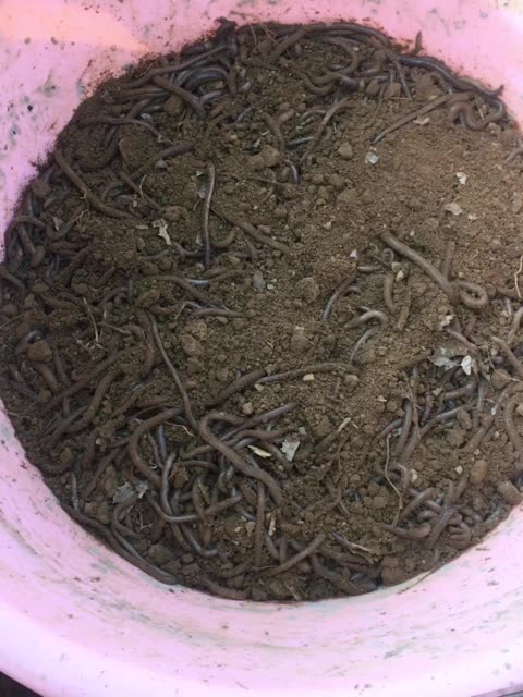 抓蚯蚓 地龙机器 258       赞                   评论