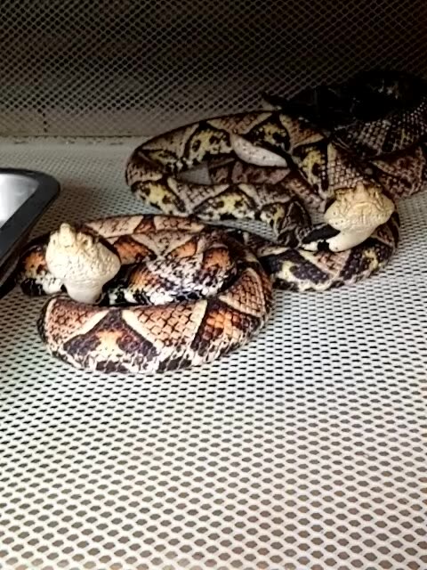 北丐97蛇哥的主页-快手直播