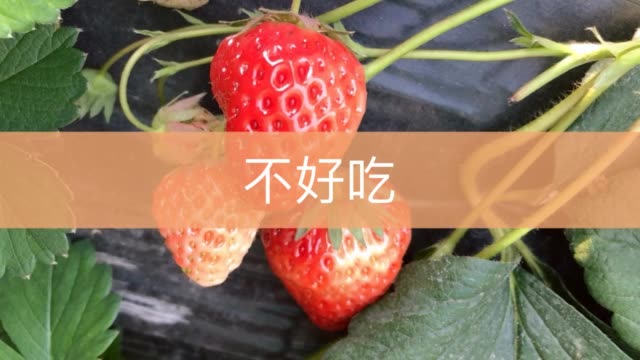 柠檬93我是橙子92的主页-快手直播
