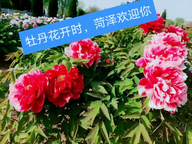 牡丹花開時,菏澤歡迎你………… 8月前