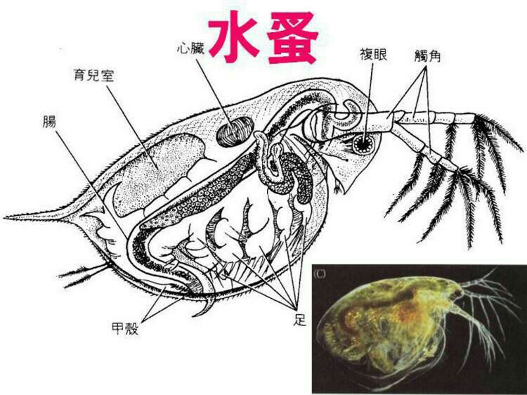 水蚤生活史图片