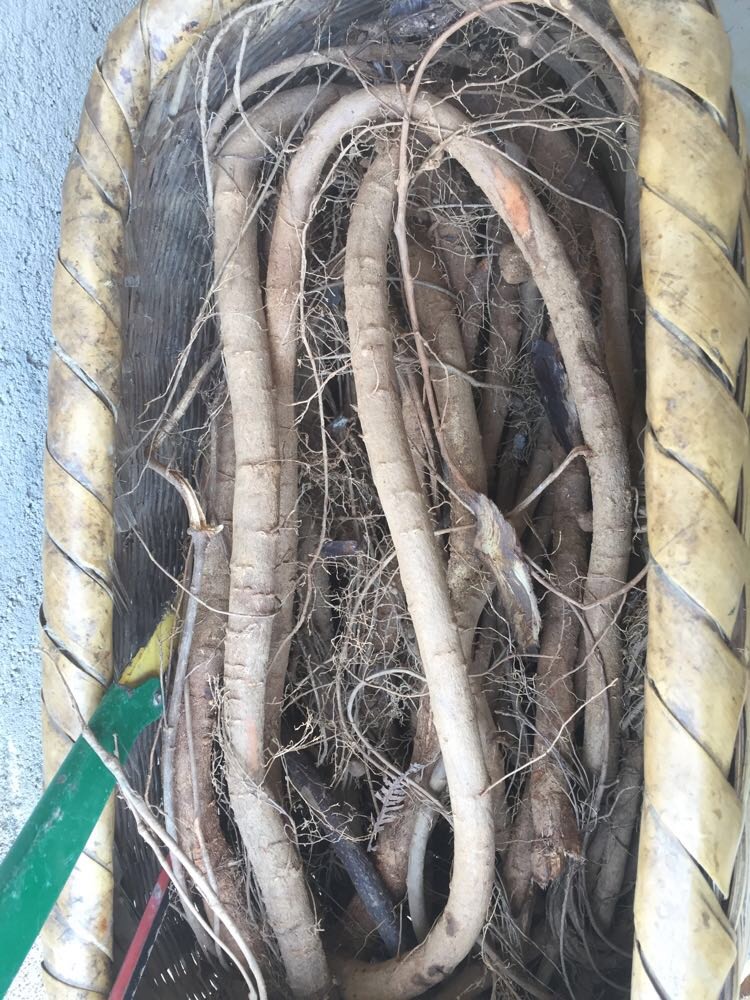 毒鱼藤根 2年前