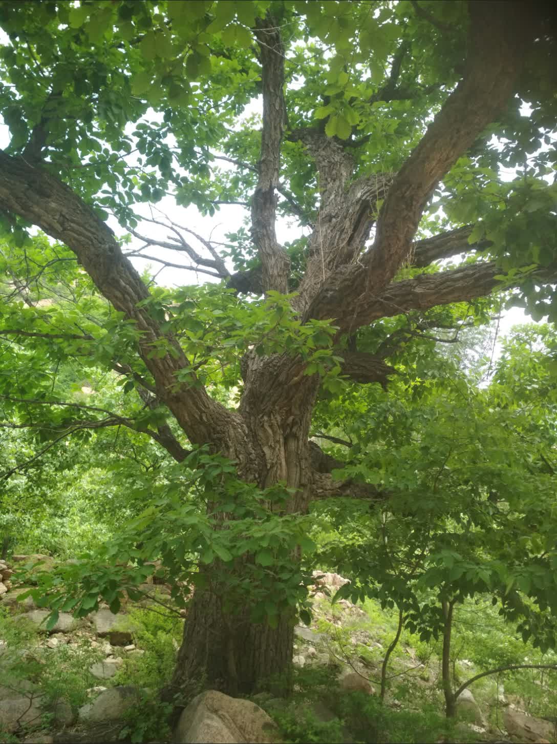 百年大树