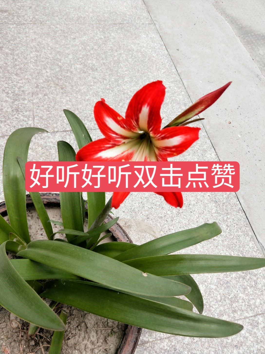 快手精彩评论作品点赞_快手里评论点赞有什么作用