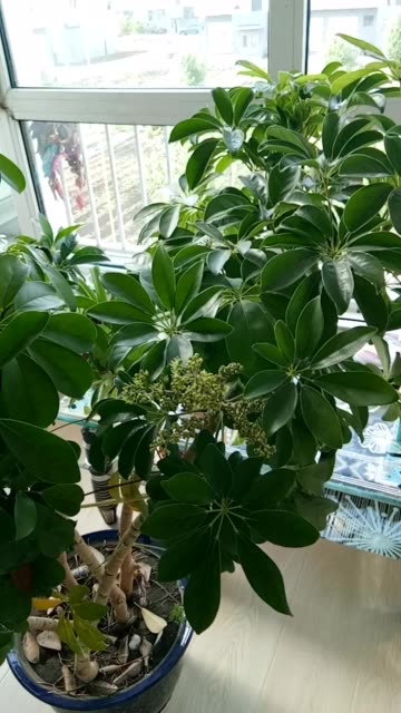 招财树开花朋友说花开富贵 72       赞                   评论