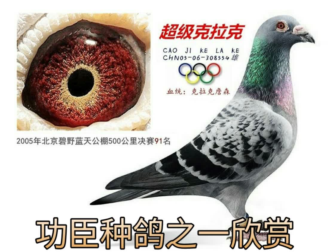 功臣种鸽之一欣赏 - 沈阳毅通鸽舍的快手