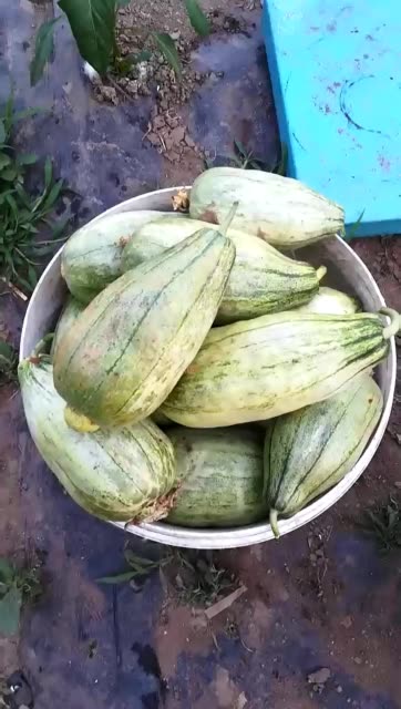 灰鼠子香瓜开园啦 514       赞                   评论