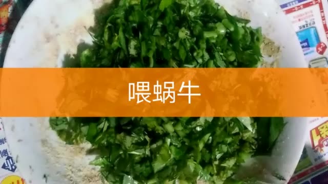 济宁白玉蜗牛养殖-魏红东的主页-快手直播